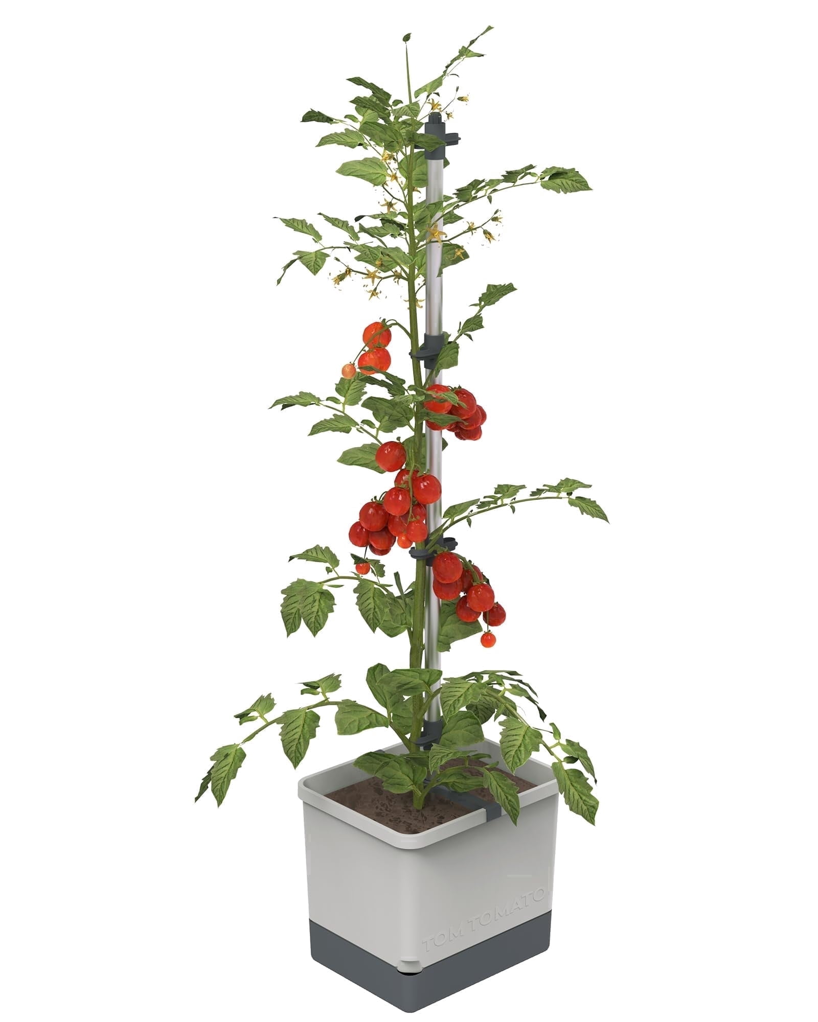 BUZZY Seeds Self-Watering Vertical Tomato Planter with Trellis – 1.2 Gal Reservoir, Large Capacity Planter for Tomatoes & Climbing Plants (Gray)