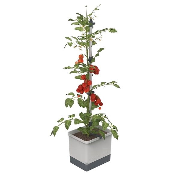 BUZZY Seeds Self-Watering Vertical Tomato Planter with Trellis – 1.2 Gal Reservoir, Large Capacity Planter for Tomatoes & Climbing Plants (Gray)