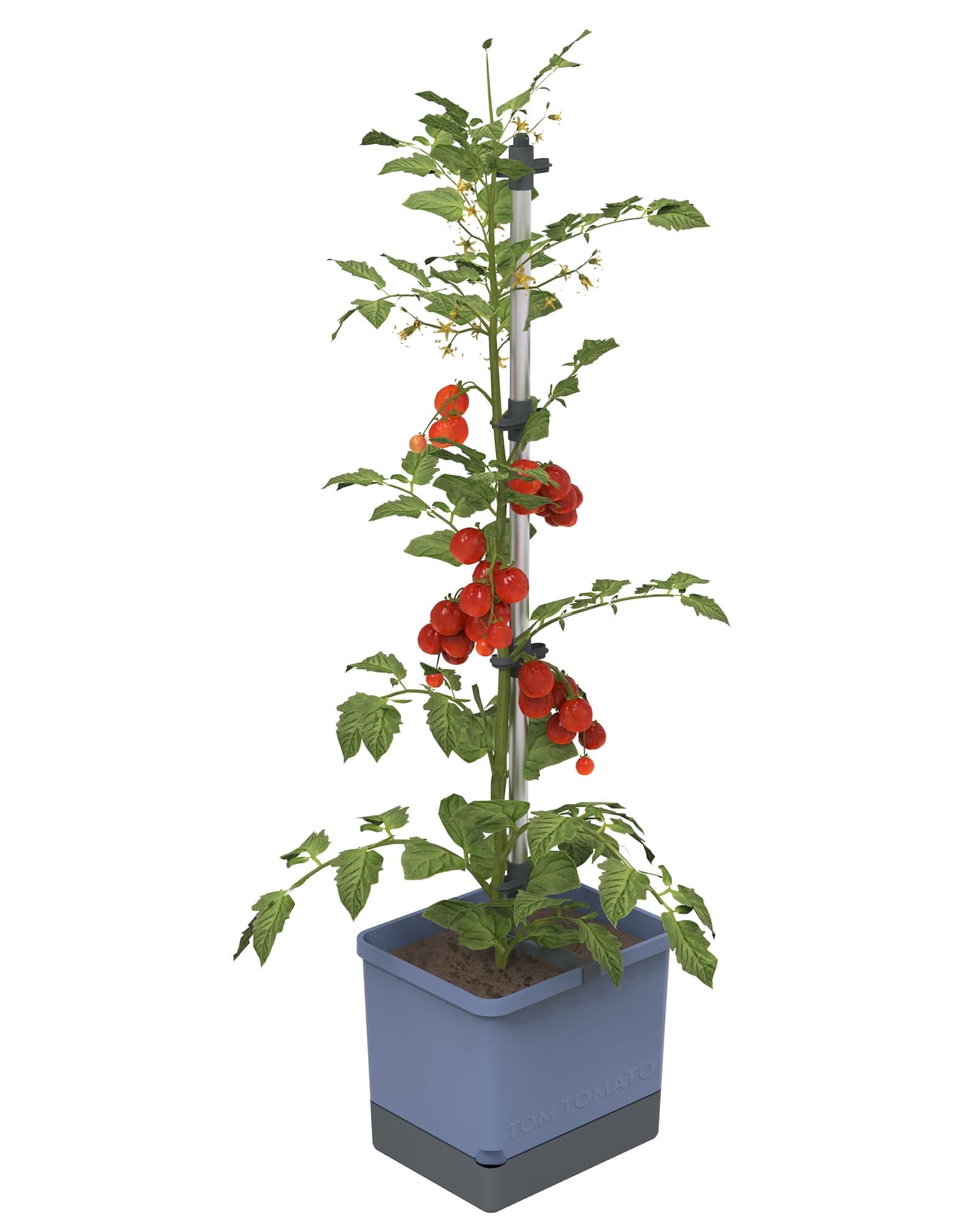BUZZY Seeds Self-Watering Vertical Tomato Planter with Trellis – 1.2 Gal Reservoir, Large Capacity Planter for Tomatoes & Climbing Plants (Blue)