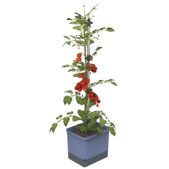 BUZZY Seeds Self-Watering Vertical Tomato Planter with Trellis – 1.2 Gal Reservoir, Large Capacity Planter for Tomatoes & Climbing Plants (Blue)