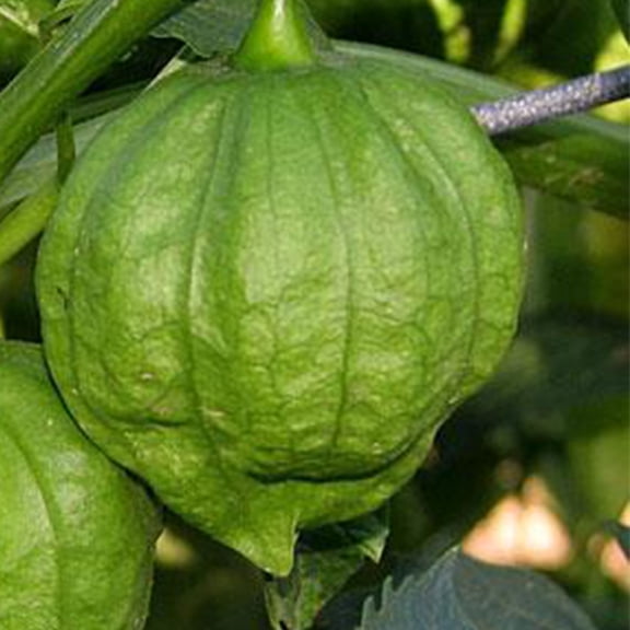 Toma Verde Tomatillo 0.25 Oz Seeds – Physalis ixocarpa – 70 Days to Maturity – Salsa Verde Favorite – Green 2–4 oz Fruits – Hardy, Heat & Drought Tolerant – Non-GMO Heirloom Garden Seeds