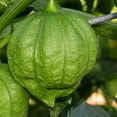 thumbnail image 1 of Toma Verde Tomatillo - 500 mg Packet ~200 Seeds - Heirloom, Open Pollinated, Non-GMO, Farm & Vegetable Gardening Seeds, 1 of 7
