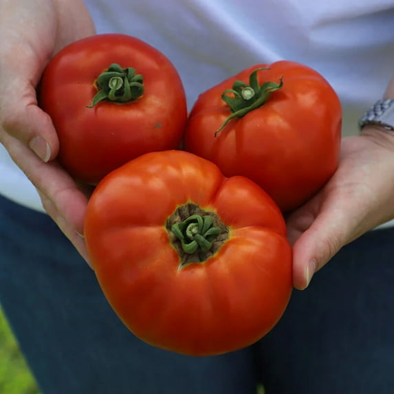 Tomato Amelia VR F1 Seed, Treated, 500 Seeds