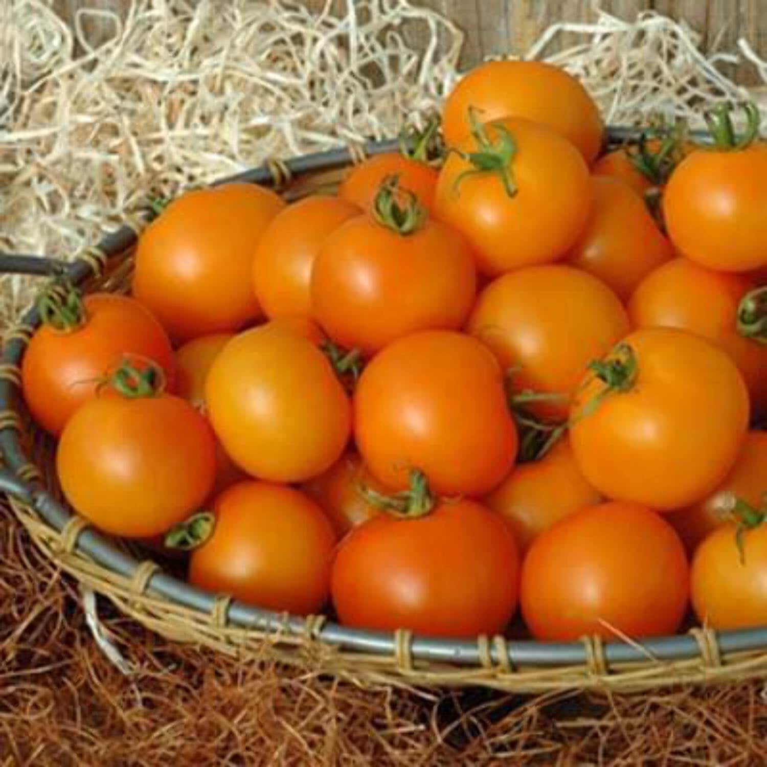Harris Seeds - Tomato Bellini F1 Seeds - 100 Seeds
