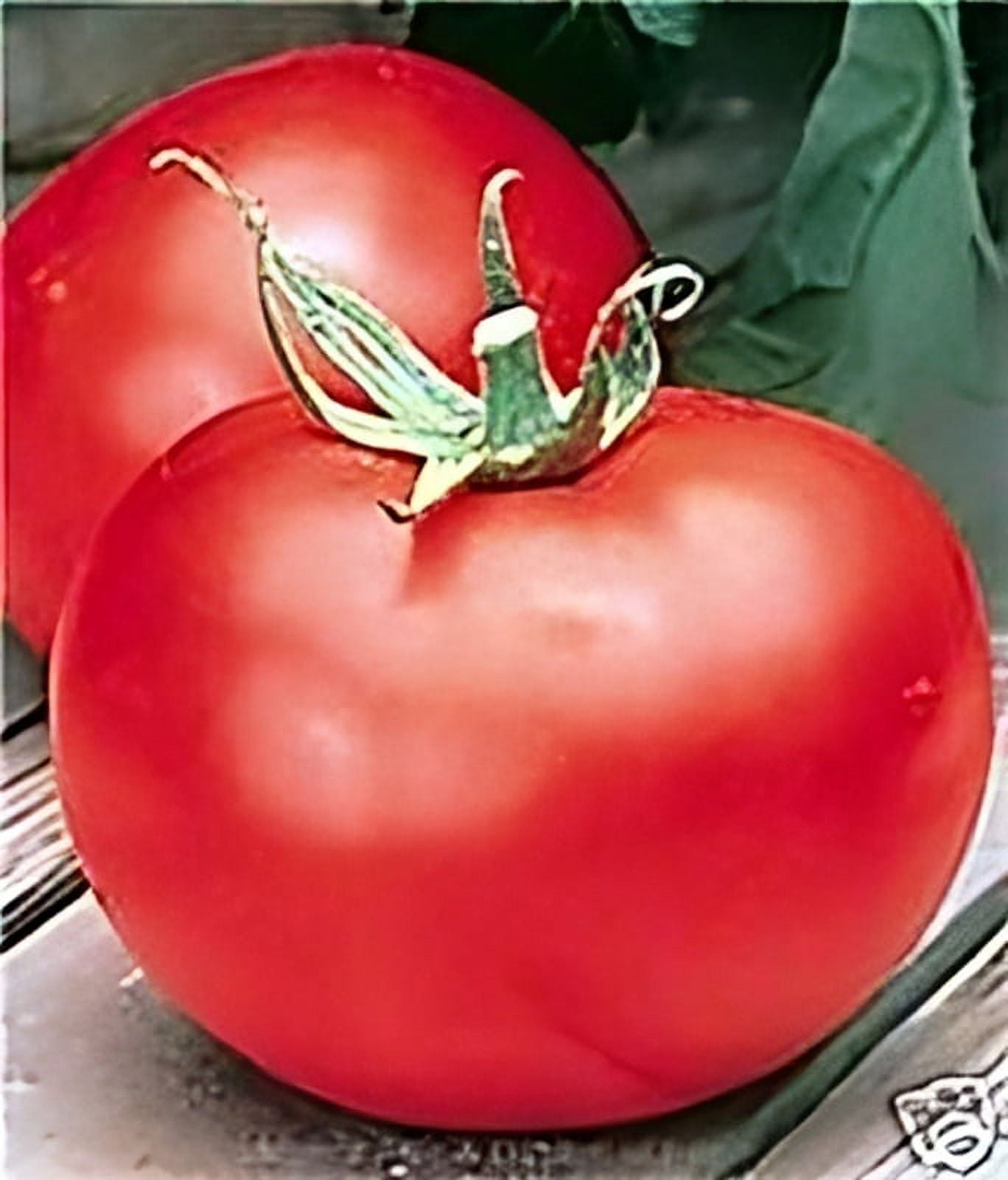 Tomato Better Boy Hybrid Great Garden Vegetable 10 Seeds