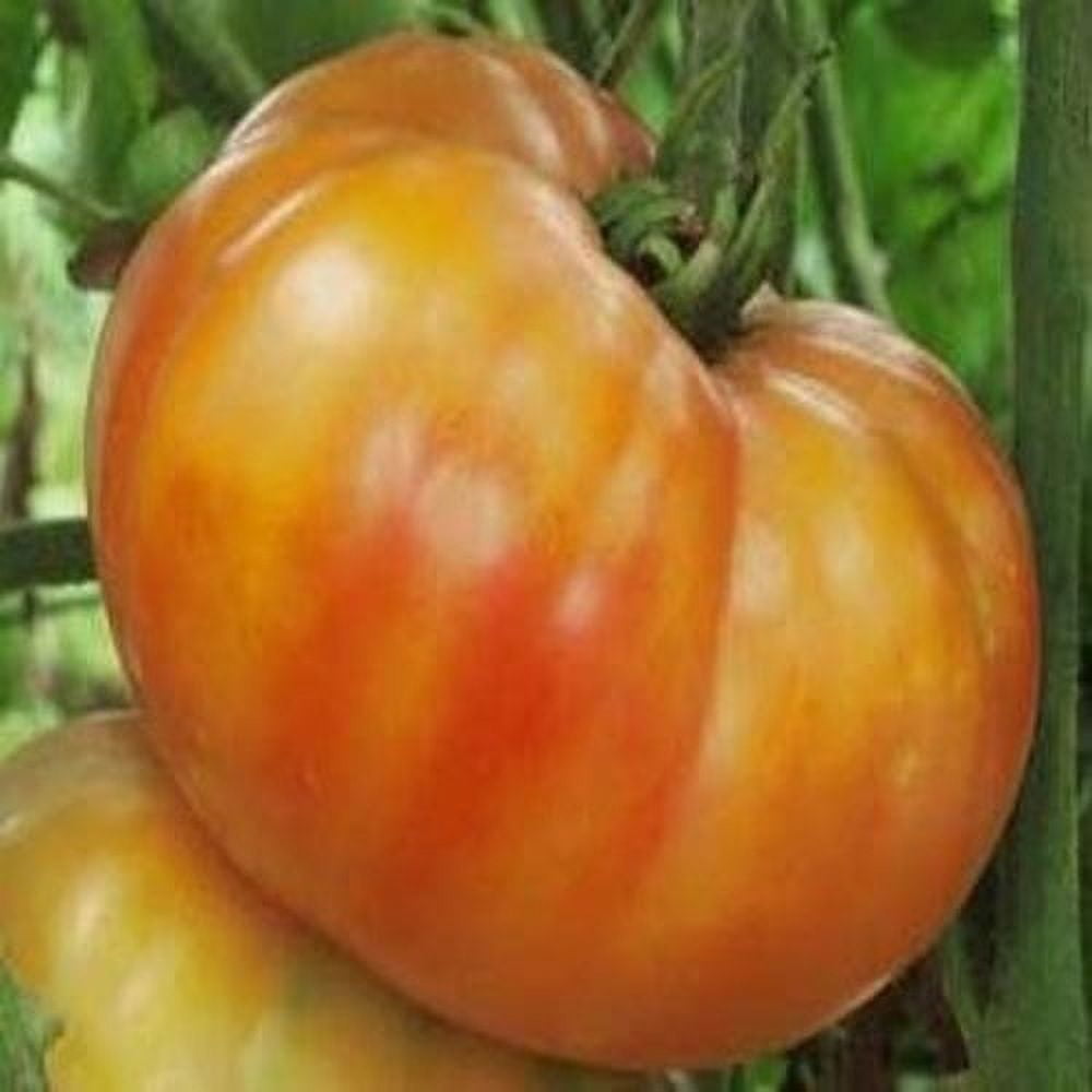 Tomato Big Rainbow Great Heirloom Garden Vegetable by Seed Kingdom 1 Oz Seeds