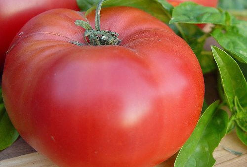 Tomato Brandywine Red Great Garden Heirloom Vegetable by Seed Kingdom Bulk 1/4 Lb Seeds