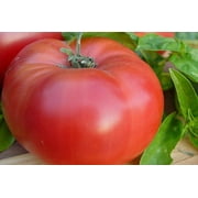 Tomato Brandywine Red Great Garden Heirloom Vegetable by Seed Kingdom Bulk 1/4 Lb Seeds