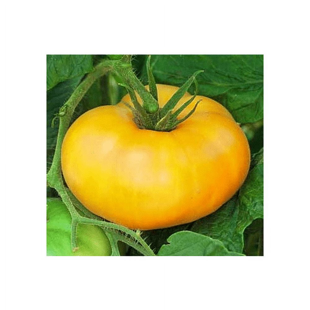 Tomato Brandywine Yellow Great Garden Heirloom Vegetable By Seed Kingdom BULK 1 Oz Seeds