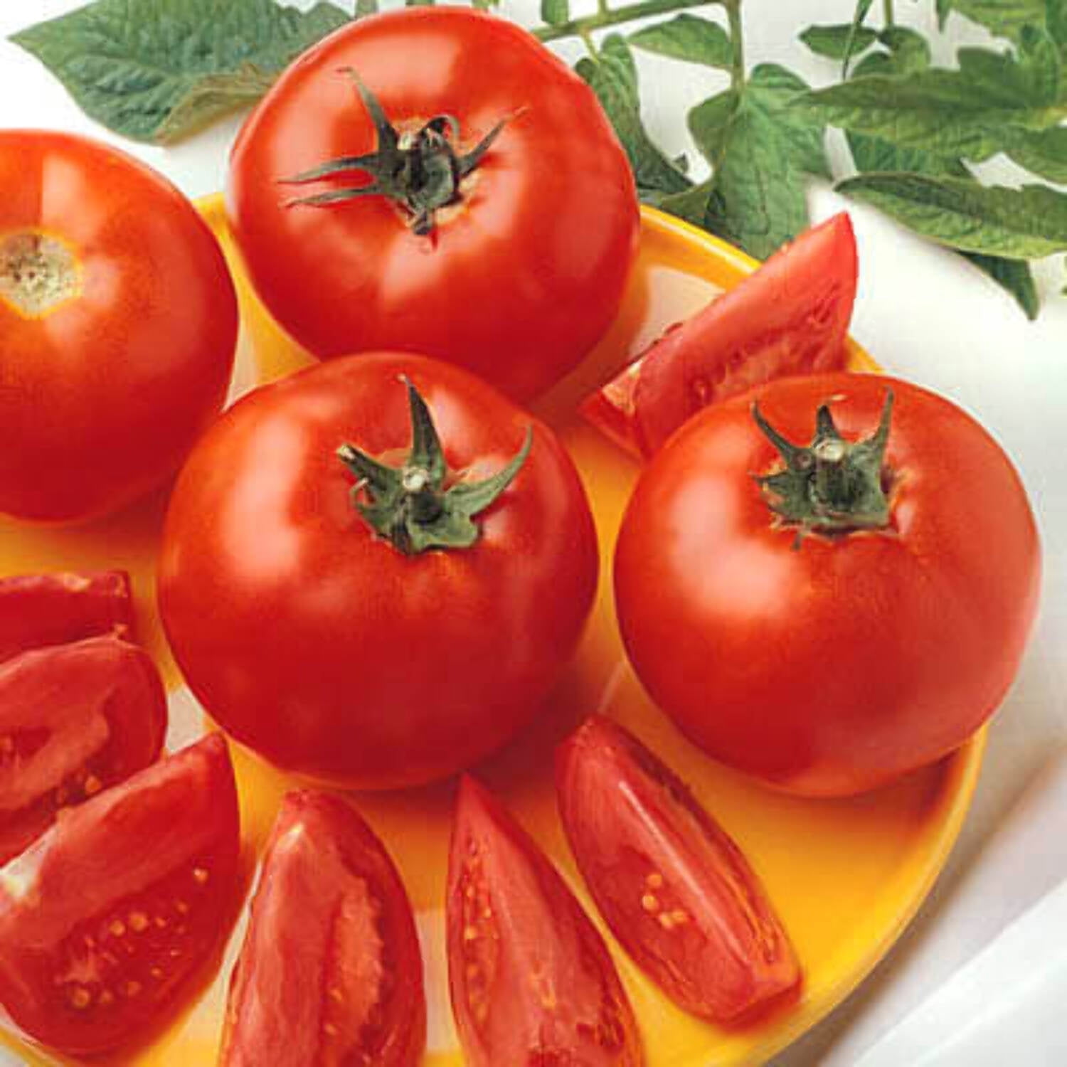 Tomato Bush Early Girl F1 Seed - NON-GMO - 1,000 Seeds