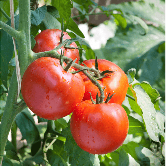 Tomato Champion Plants Live for Planting, Sweet Cherry Tomato Vegetable Plants for Garden 8 to 10 Inc Tall, 2 Plants Per 4" Pot