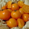 thumbnail image 1 of Tomato Chef's Choice Orange F1 Seed, 1 of 2