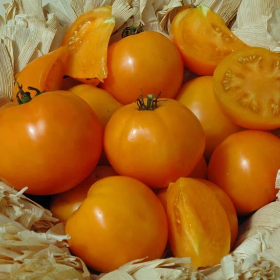 Tomato Chef's Choice Orange F1 Seed