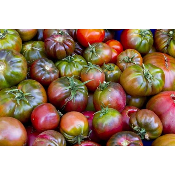 Tomato 'Cherokee Purple' Heirloom Variety-Starter Plant