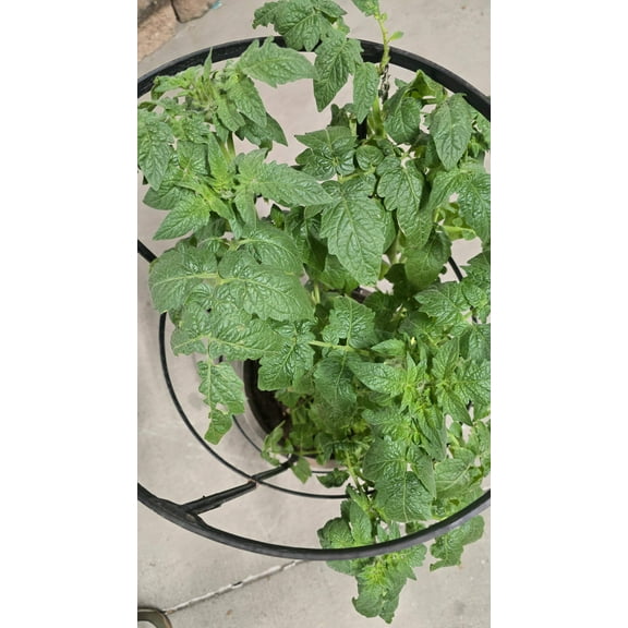 Tomato Cherry Plant 10 inch pot - Get similar