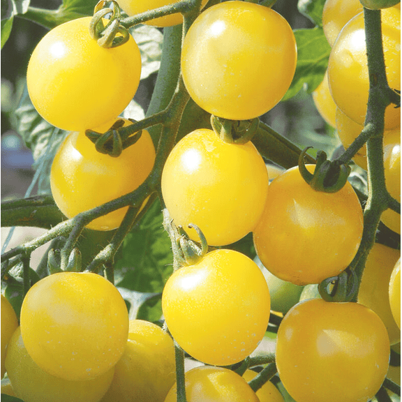 Tomato Cherry White Plants Live for Planting, White Sweet Cherry Tomato Vegetable Plants for Garden8 to 10 Inc Tall, 2 Plants Per 4" Pot