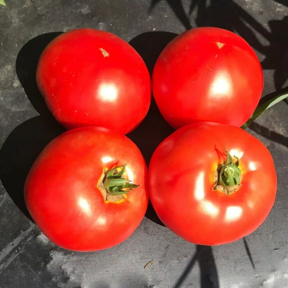 Tomato Galahad F1 Organic Seed