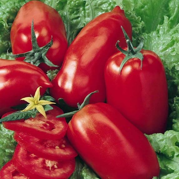 Tomato Garden Seeds - Amish Paste - 4 Oz - Non-GMO, Heirloom Vegetable Gardening Seed