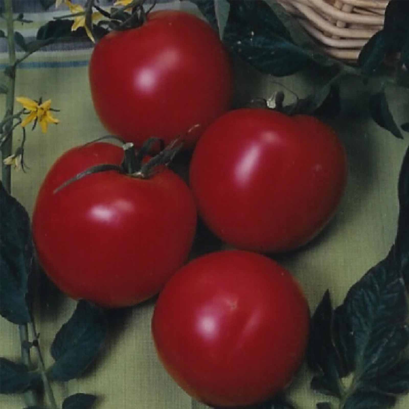 Tomato Garden Seeds - Arkansas Traveler - 1 Oz - Non-GMO, Heirloom Vegetable Gardening Seed