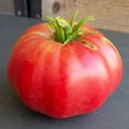 thumbnail image 1 of Organic Brandywine Pink Tomato Seed 0.25 Oz ~1,700 seeds – Heirloom, Non-GMO, Indeterminate Variety – Large, Sweet Slicing Tomatoes for Garden Beds or Containers – High-Yield Seeds, 1 of 2