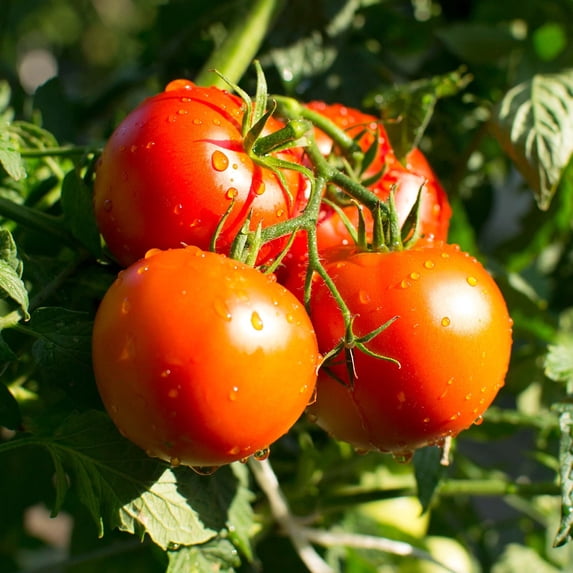 Tomato Garden Seeds - Bush Champion II Hybrid - 100 Seeds - Non-GMO, Vegetable Gardening Seed