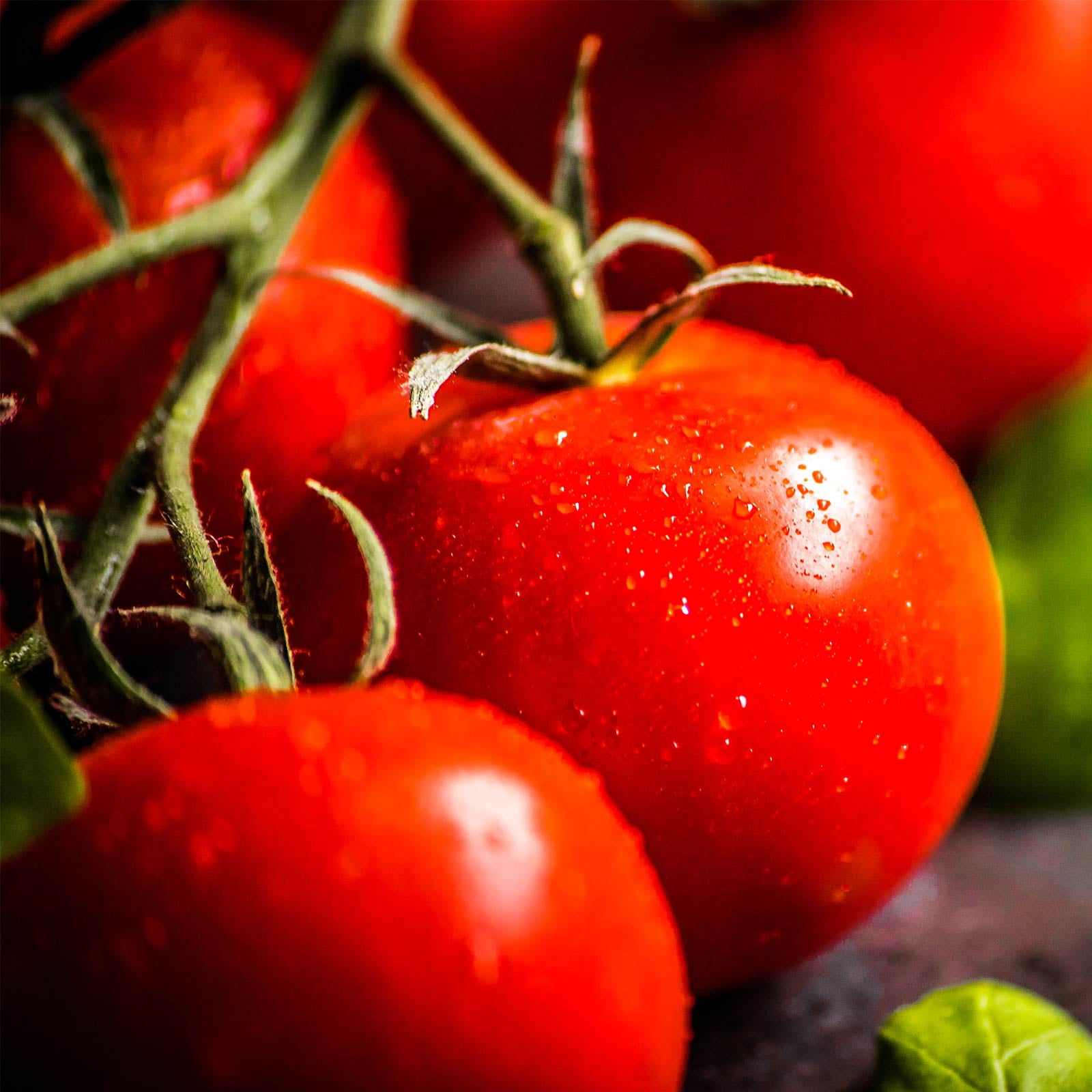 Tomato Garden Seeds - Bush Early Girl Hybrid - 5000 Seeds - Non-GMO, Vegetable Gardening Seed