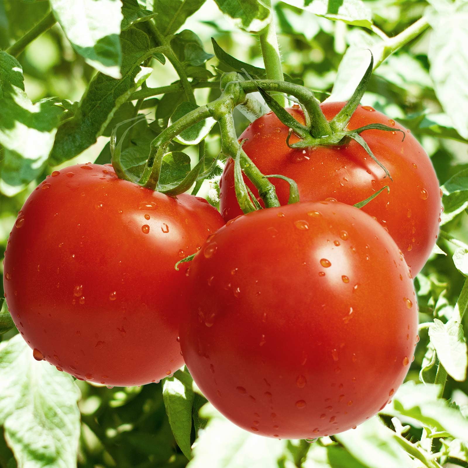 Mountain Valley Seed Co. - Celebrity Plus Hybrid Tomato