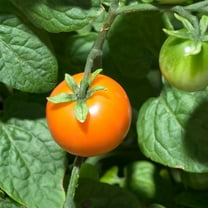 Tomato Garden Seeds - Chadwick Cherry - 1 Oz - Non-GMO, Heirloom Vegetable Gardening Seed