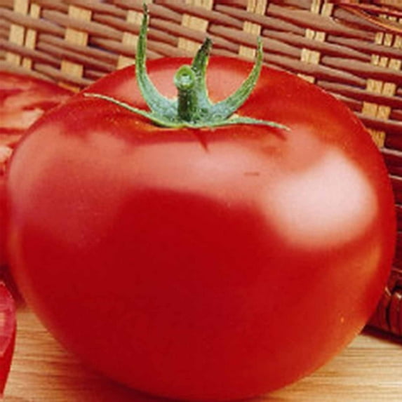 Tomato Garden Seeds - Delicious - 1 Lb Bulk - Non-GMO, Heirloom, Vegetable Gardening Seed