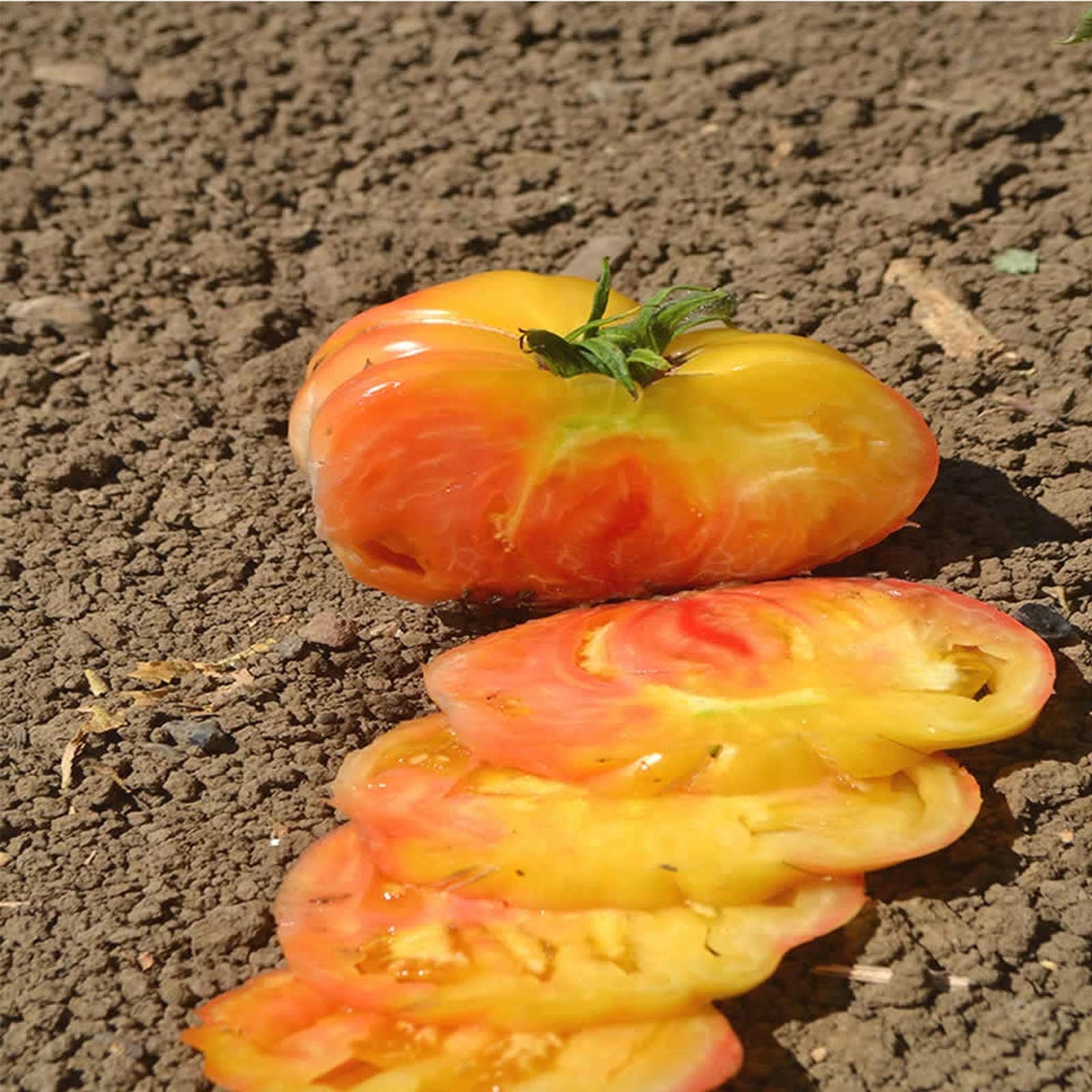 Tomato Garden Seeds - Hilbilly - 1 Oz - Non-GMO, Organic, Heirloom, Vegetable Gardening Seed