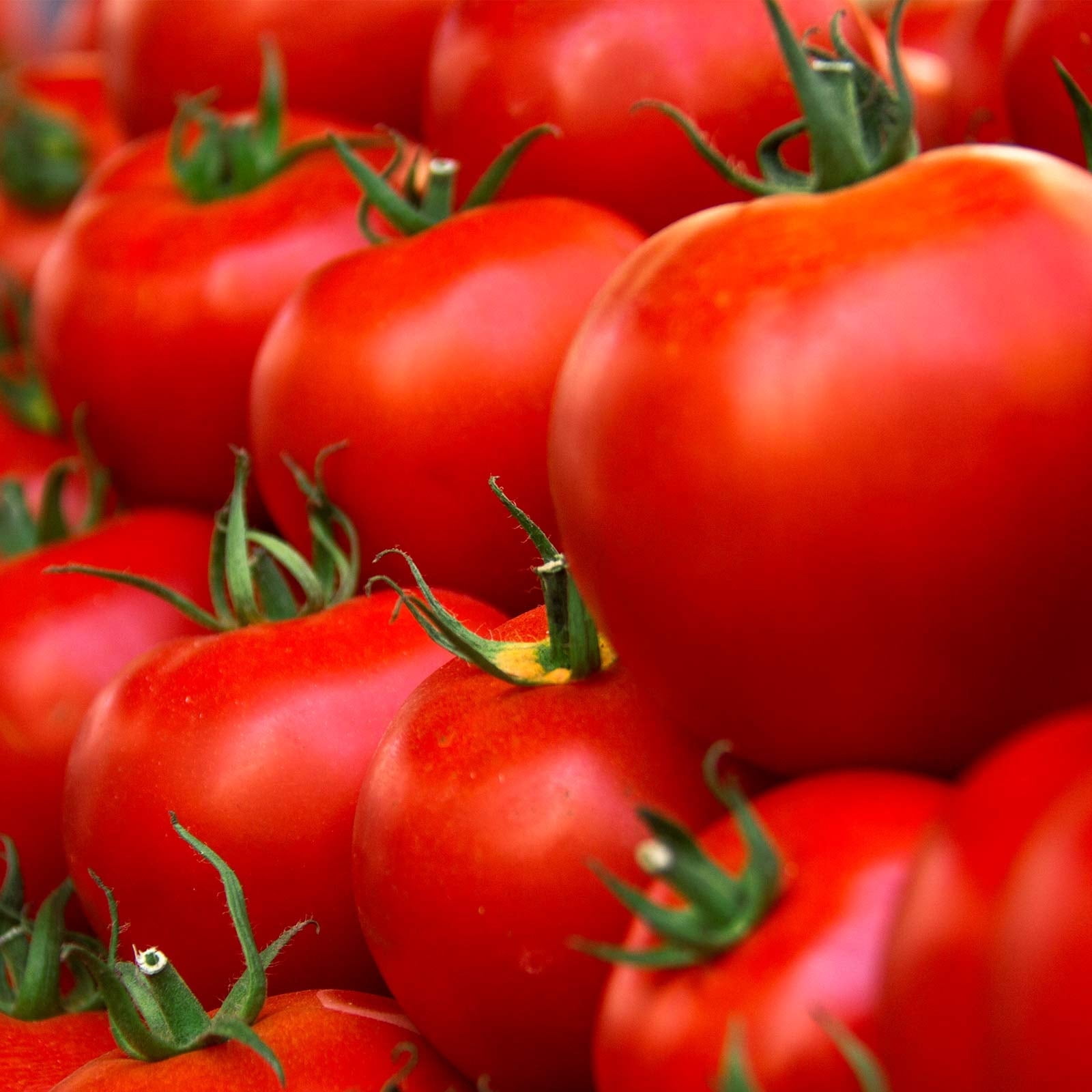 Tomato Garden Seeds - Husky Red Hybrid - 500 Seeds - Non-GMO, Vegetable Gardening Seed