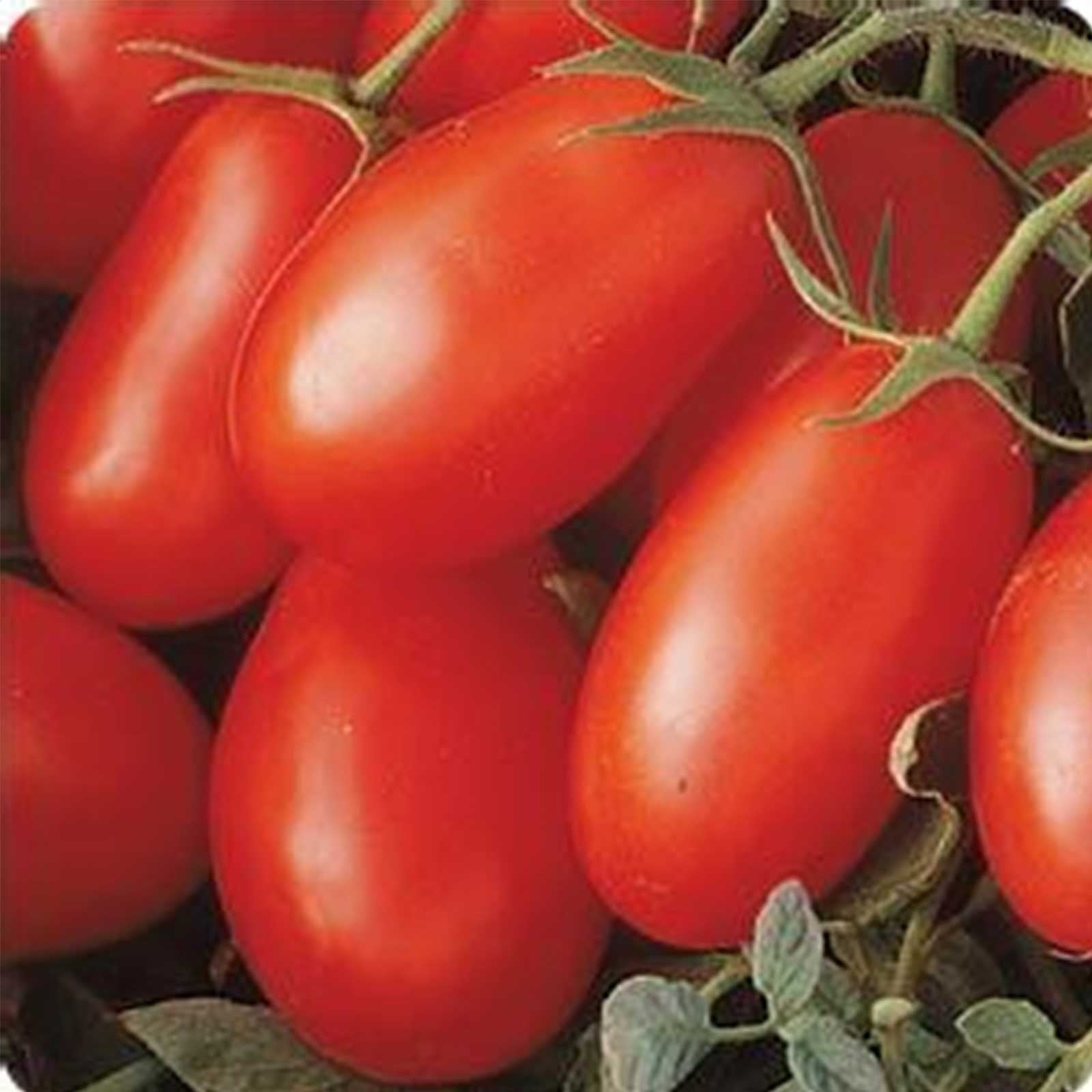 Tomato Garden Seeds - La Roma IV Red Hybrid - 1000 Seeds - Non-GMO, Vegetable Gardening Seed