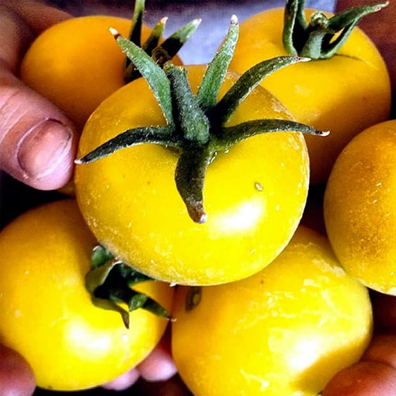 Tomato Garden Seeds - Lemon Boy Hybrid - 100 Seeds - Non-GMO, Vegetable Gardening Seed