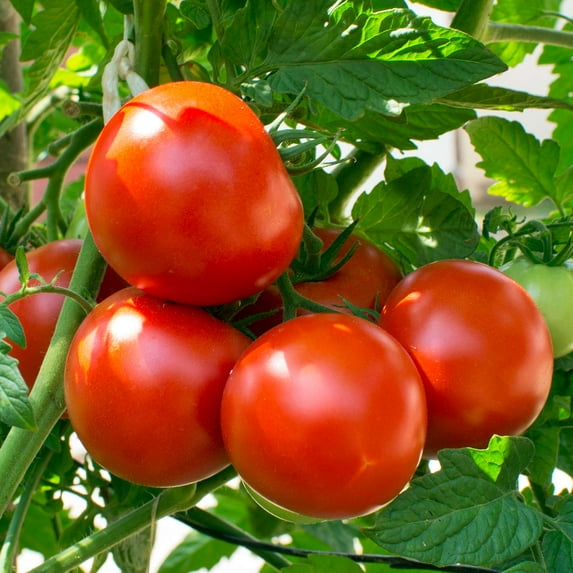 Tomato Garden Seeds - Oregon Spring - 0.25 Oz - Non-GMO, Heirloom, Vegetable Gardening Seed