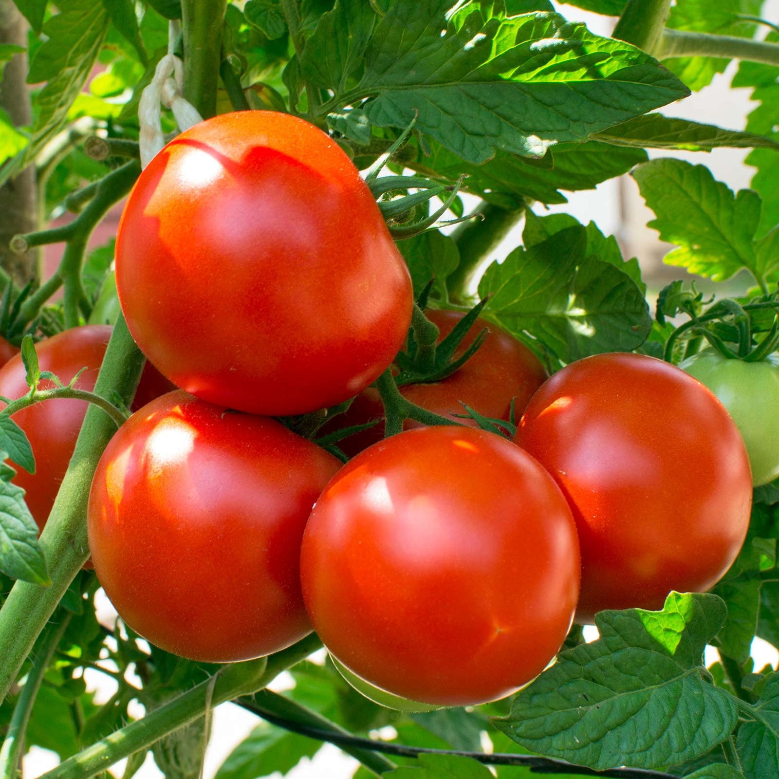 Tomato Garden Seeds - Oregon Spring - 1 Oz - Non-GMO, Heirloom, Vegetable Gardening Seed
