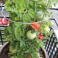 thumbnail image 1 of Tomato Garden Seeds - Patio Hybrid - 10 Seeds - Non-GMO, Vegetable Gardening Seed, 1 of 2