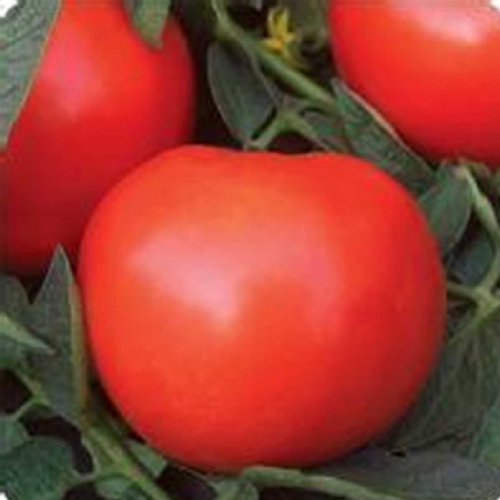 Tomato Garden Seeds - Phoenix Hybrid - 100 Seeds - Non-GMO, Vegetable Gardening Seed