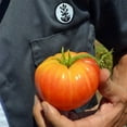 thumbnail image 1 of Tomato Garden Seeds - Pineapple - 1 Oz - Non-GMO, Heirloom, Vegetable Gardening Seed, 1 of 2