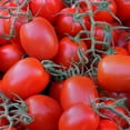 thumbnail image 1 of Tomato Garden Seeds - Rio Grande - 1 Oz - Non-GMO, Heirloom, Vegetable Gardening Seed, 1 of 2
