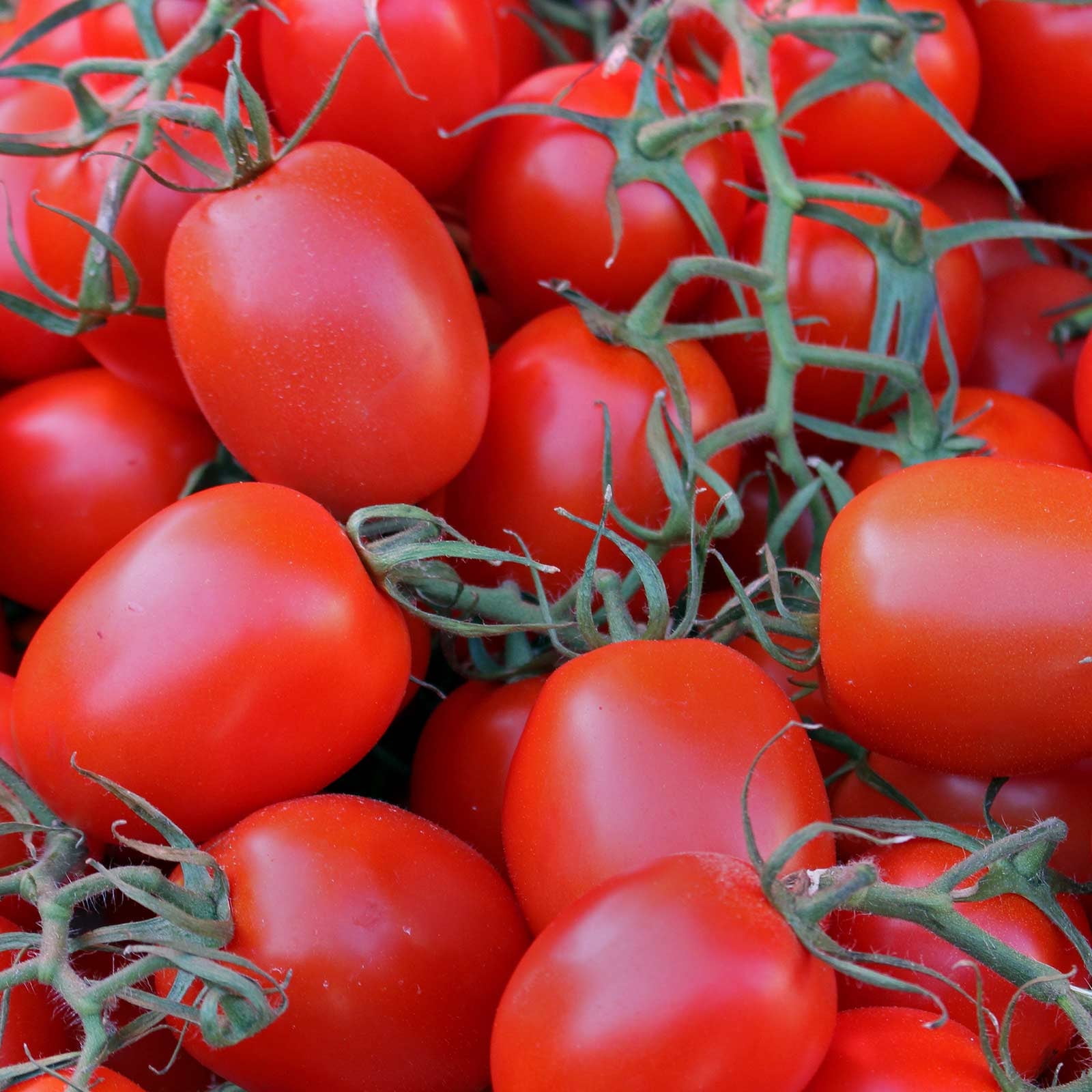 Tomato Garden Seeds - Rio Grande - 4 Oz - Non-GMO, Heirloom, Vegetable Gardening Seed