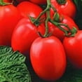 thumbnail image 1 of Tomato Garden Seeds - Roma VF - 1 Oz - Non-GMO, Heirloom, Organic Vegetable Gardening Seeds, 1 of 2