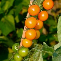 Tomato Garden Seeds - Sun Gold Hybrid - 10 Seeds - Non-GMO, Vegetable Gardening Seed - AAS Award Winner - Sungold