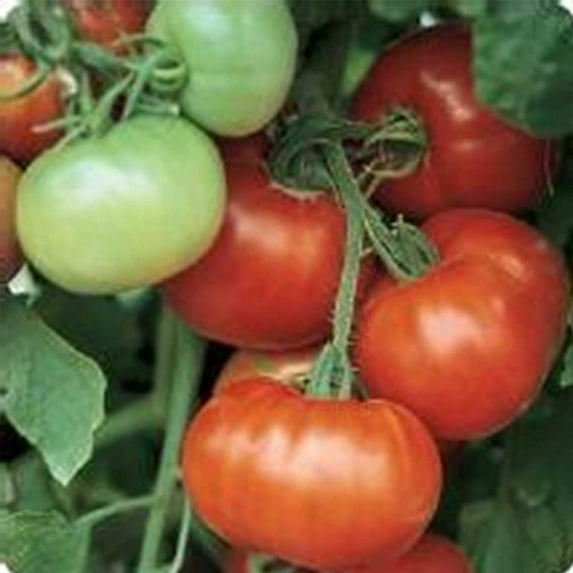 Tomato Garden Seeds - Super Fantastic Hybrid - 100 Seeds - Non-GMO, Vegetable Gardening Seed