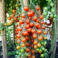 thumbnail image 1 of Tomato Garden Seeds - Supersweet 100 Hybrid - 100 Seeds - Non-GMO, Vegetable Gardening Seed - Super Sweet, 1 of 2