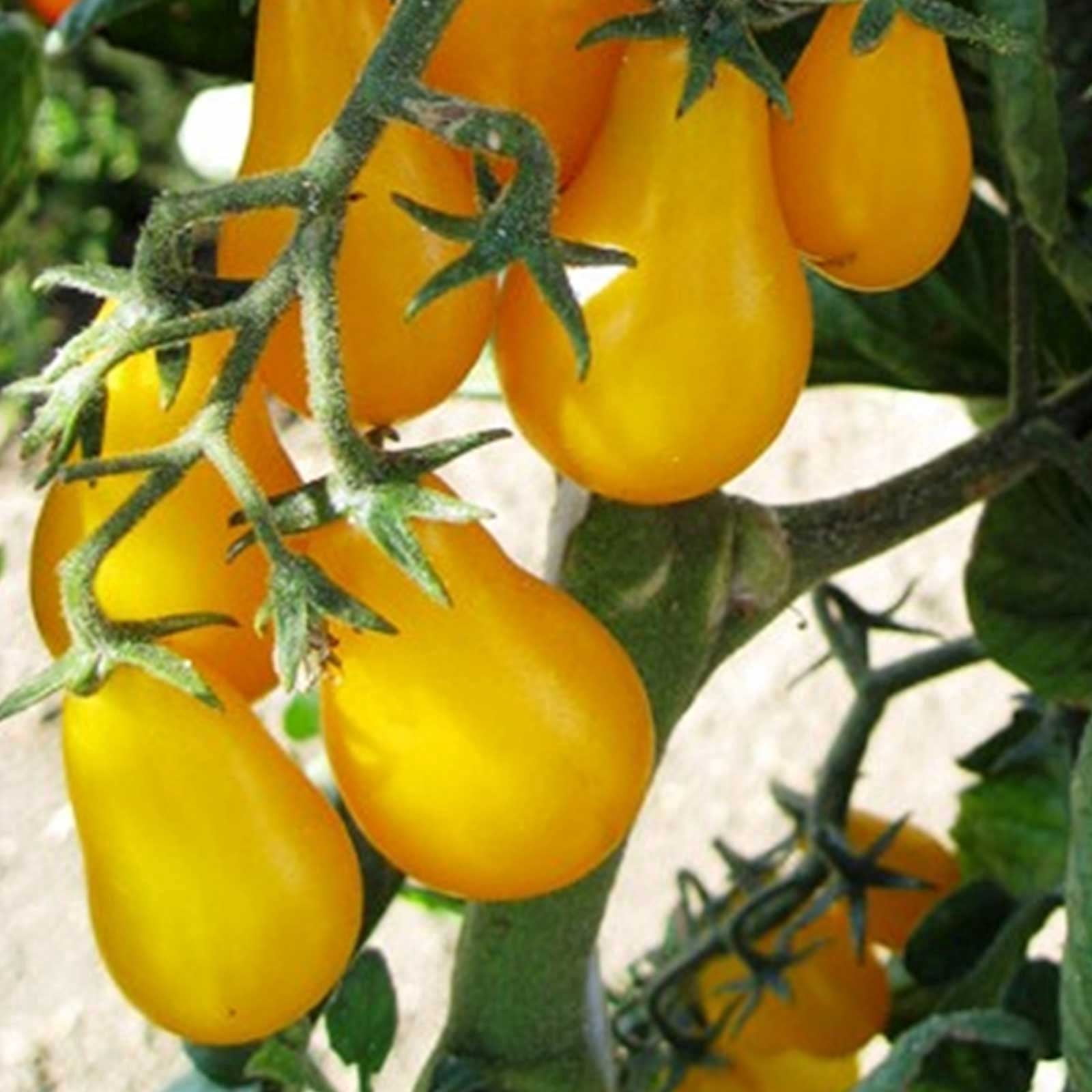 Tomato Garden Seeds - Yellow Plum - 1 Oz - Non-GMO, Heirloom, Vegetable Gardening Seed