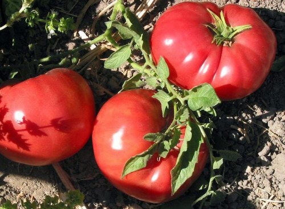 Tomato German Johnson Great Heirloom Garden Vegetable by Seed Kingdom 1 Oz Seeds