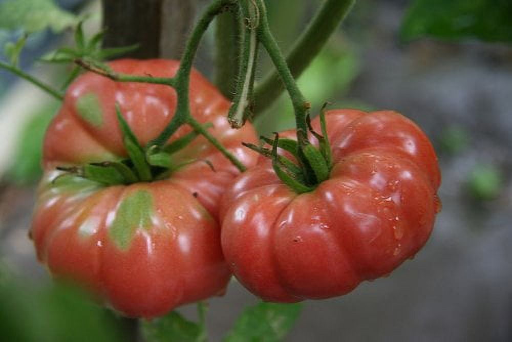 Tomato Giant Belgium Great Heirloom Garden Vegetable by Seed Kingdom 1/4 Lb Seeds