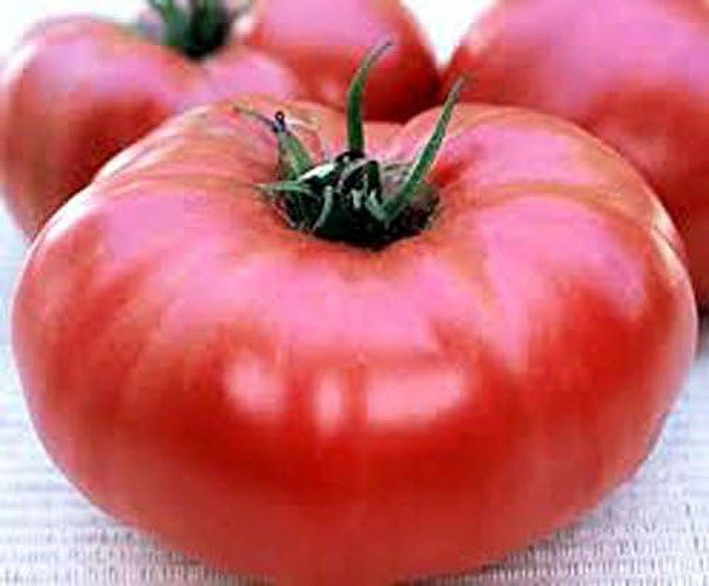 Tomato, Giant Belgium Tomato Seeds, Heirloom, 20 Seeds, Delicious Large