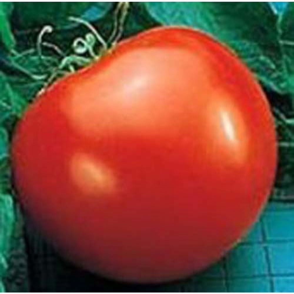 Tomato Goliath - Hybrid Great Garden Vegetable 100 Seeds