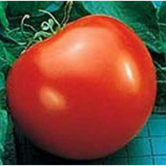 Tomato Goliath - Hybrid Great Garden Vegetable 30 Seeds